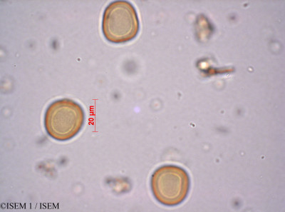 ISEM 1/Poa_annua_29207/Poa_annua_29207_0001(copy)_thumb.jpg